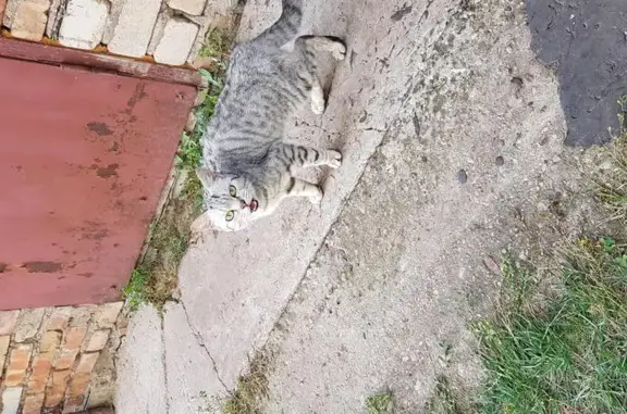 Найдена ласковая кошка в Октябрьском, Башкортостан