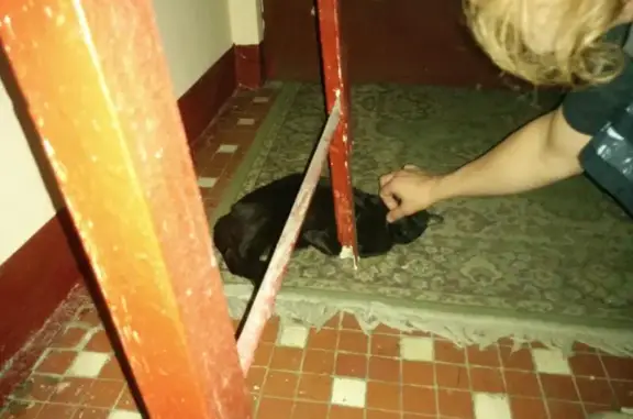 Найдена черная кошка на Старом Зыковском проезде, 5