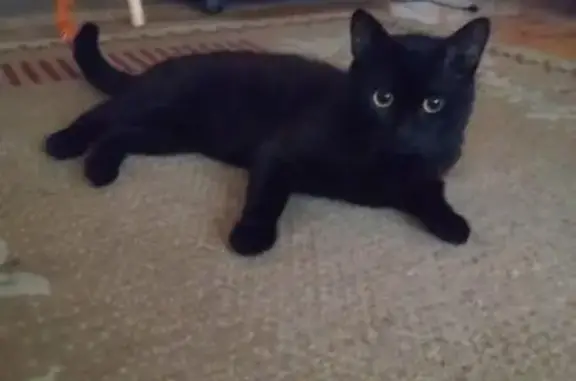 Пропал черный кот Лиам в деревне Раздоры, Московская область