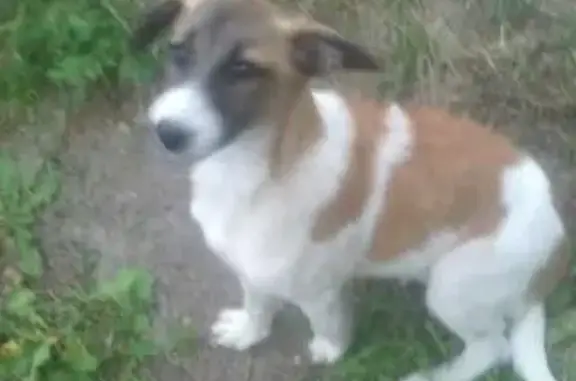 Пропала собака Пальма в квартале Прилеповка, Рославль