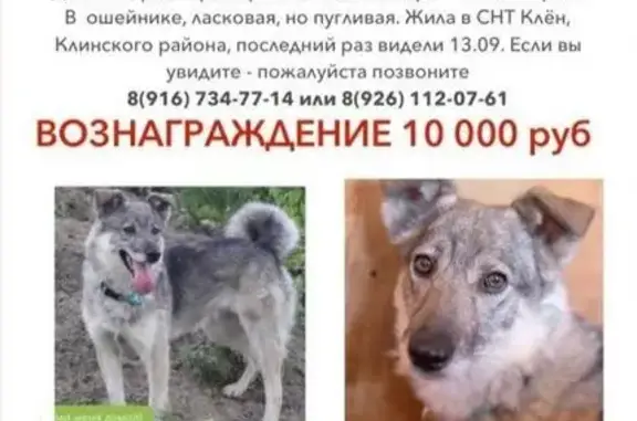 Собаки потеряшки, Клен Снт (надеждино), фото: Потеряшка собака в СНТ Клен, Клинский район МО, вознаграждение!