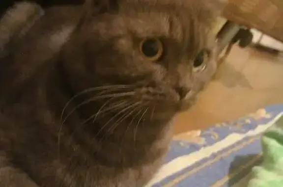 Потерянные животные Пермь, фото: Пропала кошка в районе Парка Культуры, Закамск