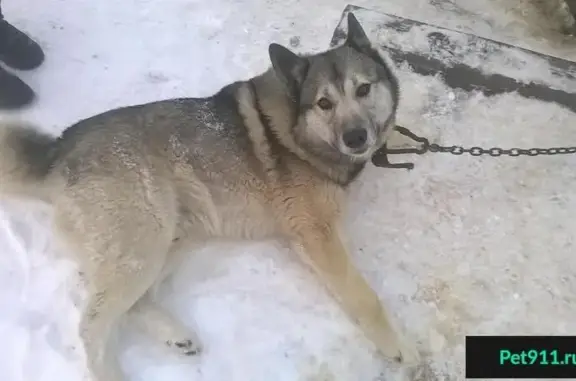 Пропала собака породы лайка в Троицке, Москва