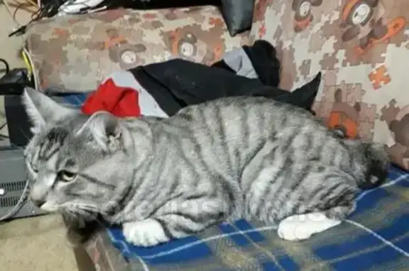 Найдена кошка на ул. Пасечная, поселок Садовый