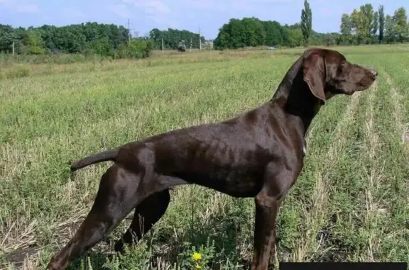 Найдена собака в Крыму, Белогорском р-не, село Кирпичное