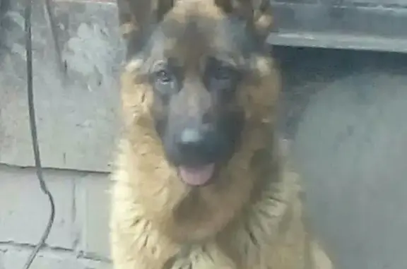 Пропала собака в Челябинске на ул. Шишкина, 104.
