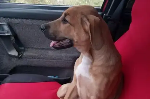 Умная собака найдена в Волгодонске