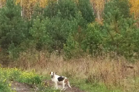 Найдена ошейничная собака в лесу у пос. Лечебный