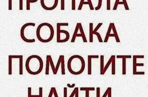 Пропала собака Алтай в Новороссийске, ищем хозяина