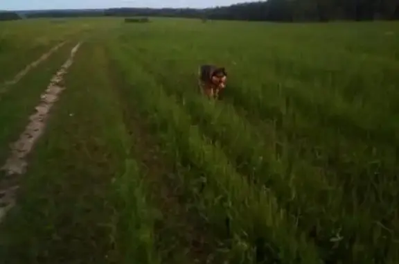 Пропала собака Мишка в деревне Осокино, Кировская область