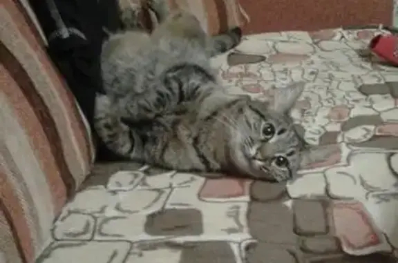 Пропала кошка Тима в Рыбинске на ул. 50 лет ВЛКСМ