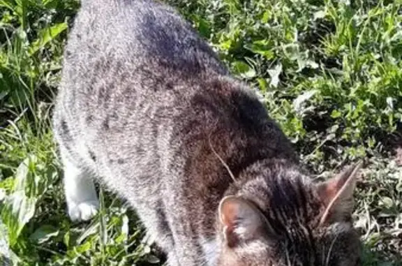 Пропала кошка в посёлке Гранный на улице Радужной
