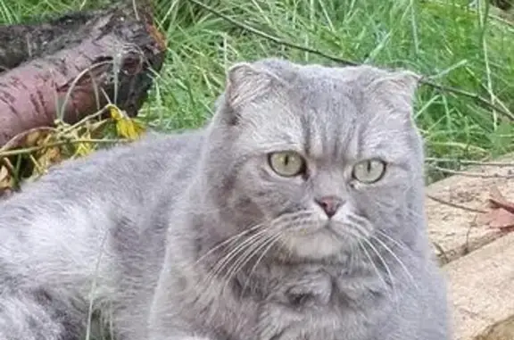 Пропала кошка в Рязани, Садовое Товарищество Нефтяник