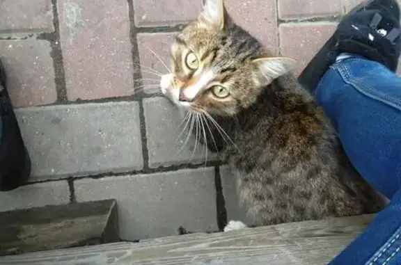 Кот на Юрловском проезде ищет дом