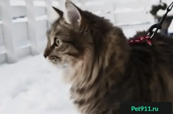 Кошки потеряшки, Березово, фото: Потеряшка кошка Соня на ул. Ленина, Березово, ХМАО