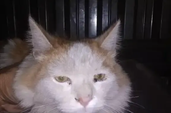 Ласковый котик найден в Домодедово Парк.