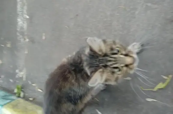Серая кошка на Измайловском шоссе