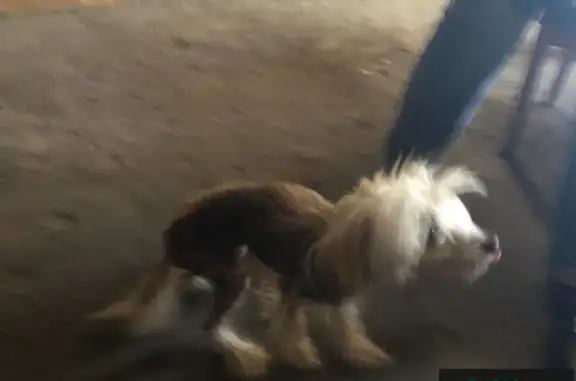 Найден рыжий толстенький пес с ошейником у 100 Метровки в Костроме