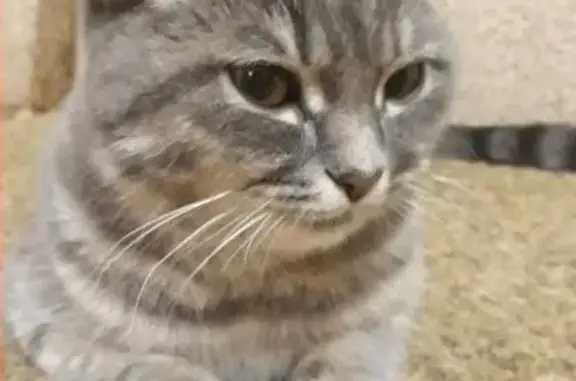 Пропала домашняя серо-полосатая кошка в Армавире