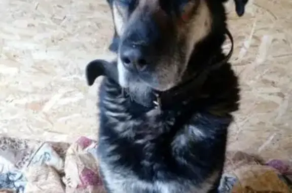 Найдена собака в ЛО, Ломоносовский район, ищу хозяина!