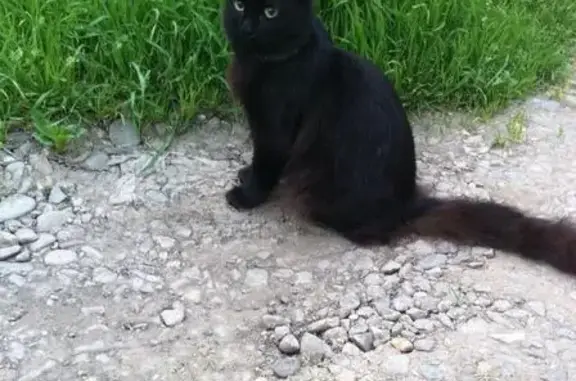 Пропал чёрный кот на ул. Почтовая в Новотитаровской
