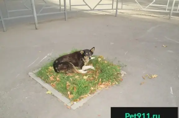 Найдена собака на пр. Юных Пионеров в Самаре, SOS