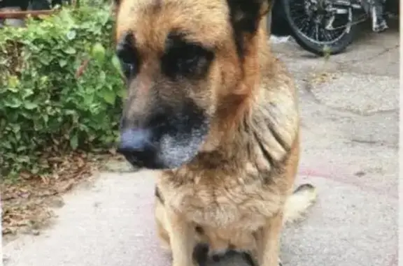 Найдена адекватная собака в Энгельсе, Саратовская область