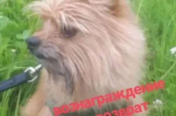 Пропала собака в грумер-студии на Октябрьской улице, Благовещенск