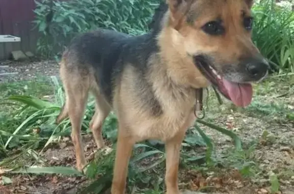 Пропала собака Джесси в Пушкино, МО