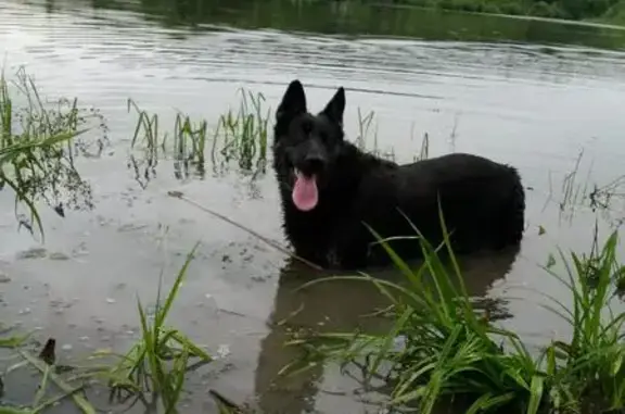 Пропала собака в Чеховском районе, вознаграждение гарантировано