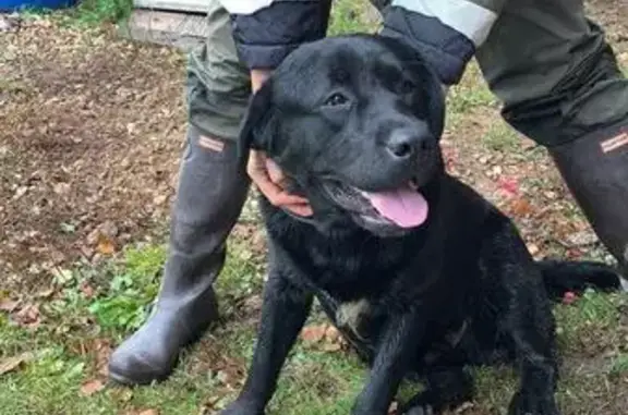 Собака найдена в деревне Безверхово, Московская область.
