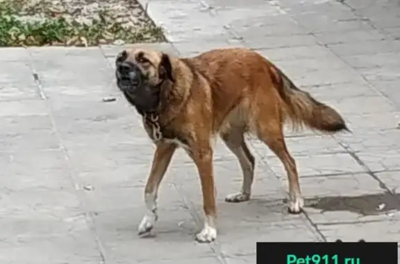 Пропала собака в Пушкино, Островского 20