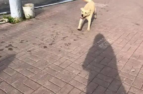 Найдена собака на Автозаводской линии