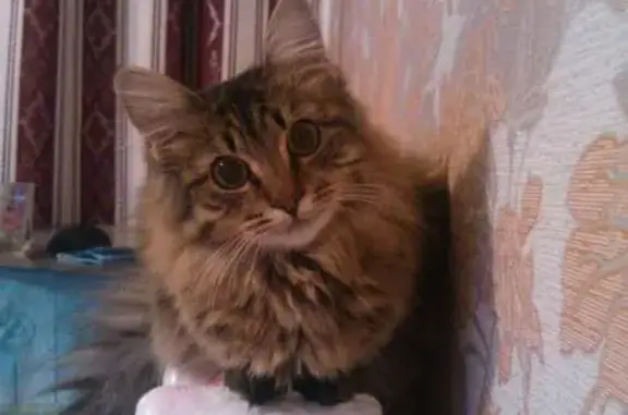 Пропала кошка на улице Унечская в Фокинском районе