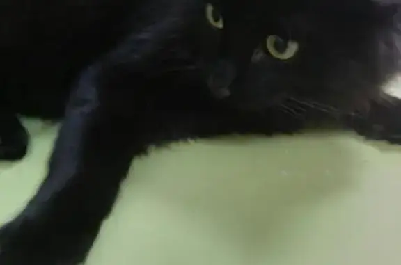 Найден чёрный кот на Учебной, ищем хозяев