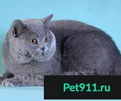 Найдена кошка на Урицкого 34, серо-голубой окрас, домашняя