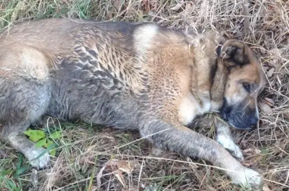 Найдена собака возле конюшен в Томске