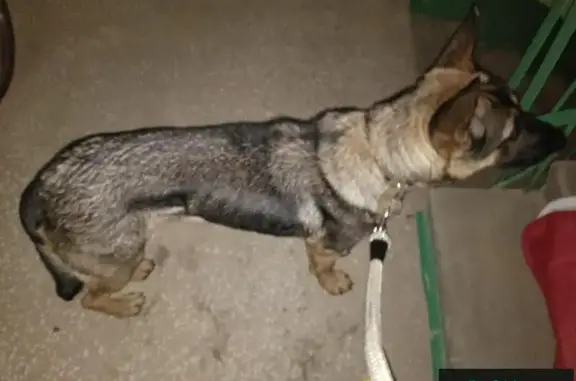 Найдена истощенная собака в Котласе