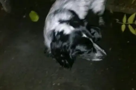 Найден пёс в Рыбинске, нужна помощь в поиске хозяина