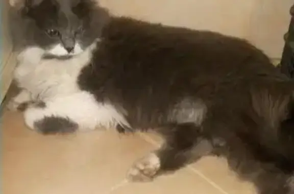 Найдена домашняя кошка в Приморском районе