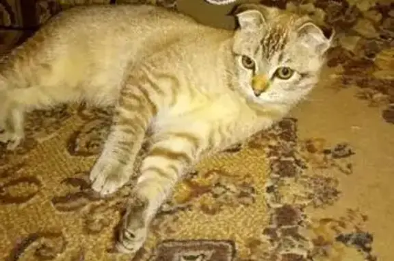 Найдена кошка в Егорьевске, 4-й микр.