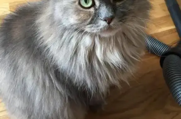 Кошки потеряшки, Павловское, фото: Потеряшка кошка в Суходоле, вознаграждение за информацию