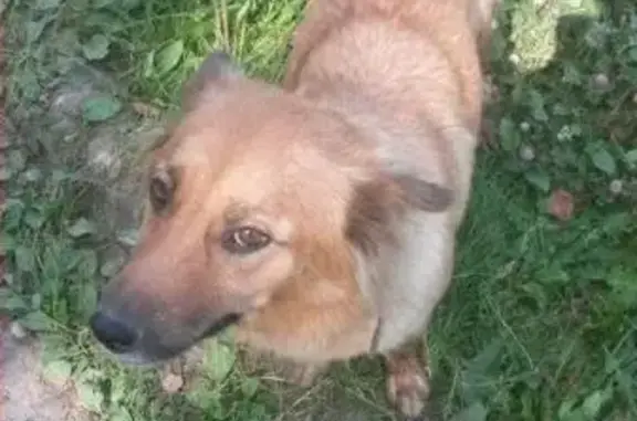 Собаки потеряшки, Рыжково, фото: Потеряшка собака в деревне Рыжково, Боровский район, Калужская область