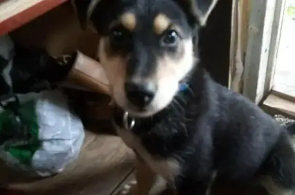 Пропала собака в Белоострове, вознаграждение гарантировано!