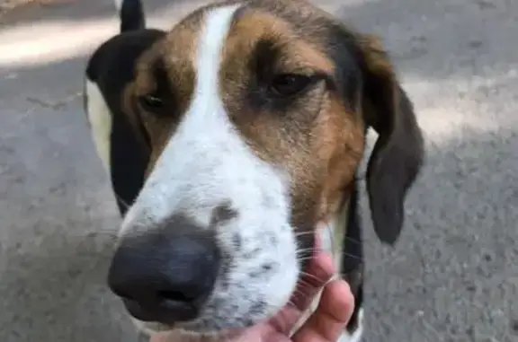 Найдена собака в районе зоопарка в Ростове