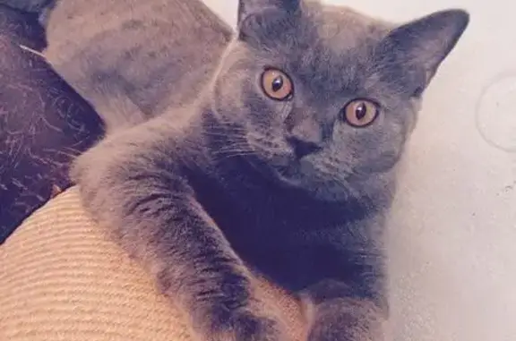 Кошки потеряшки, сельсовет Памяти 13 Борцов, фото: Потеряшка кошка в Емельяновском районе Красноярского края