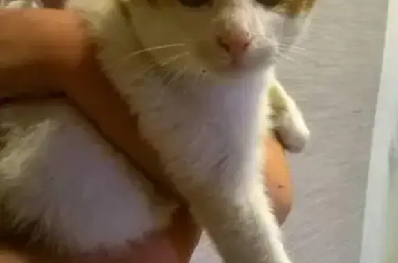 Найдена кошка в Брянске на бульваре Гагарина