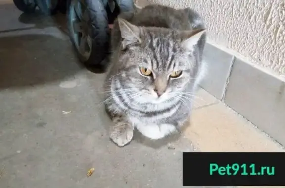 Найден кот в Одинцово, ищем хозяина