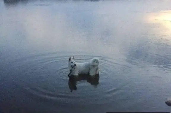 Пропала собака в Ижевске, жилой район Север, Московская лайка с клеймом.