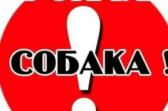 Пропала собака: щенок таксы на Красноармейской улице.